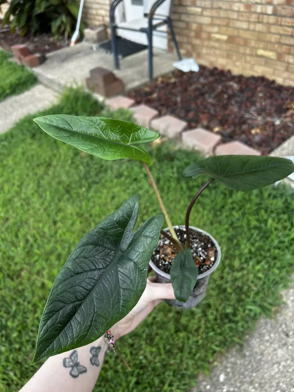 plant/Alocasia Scalprum-0