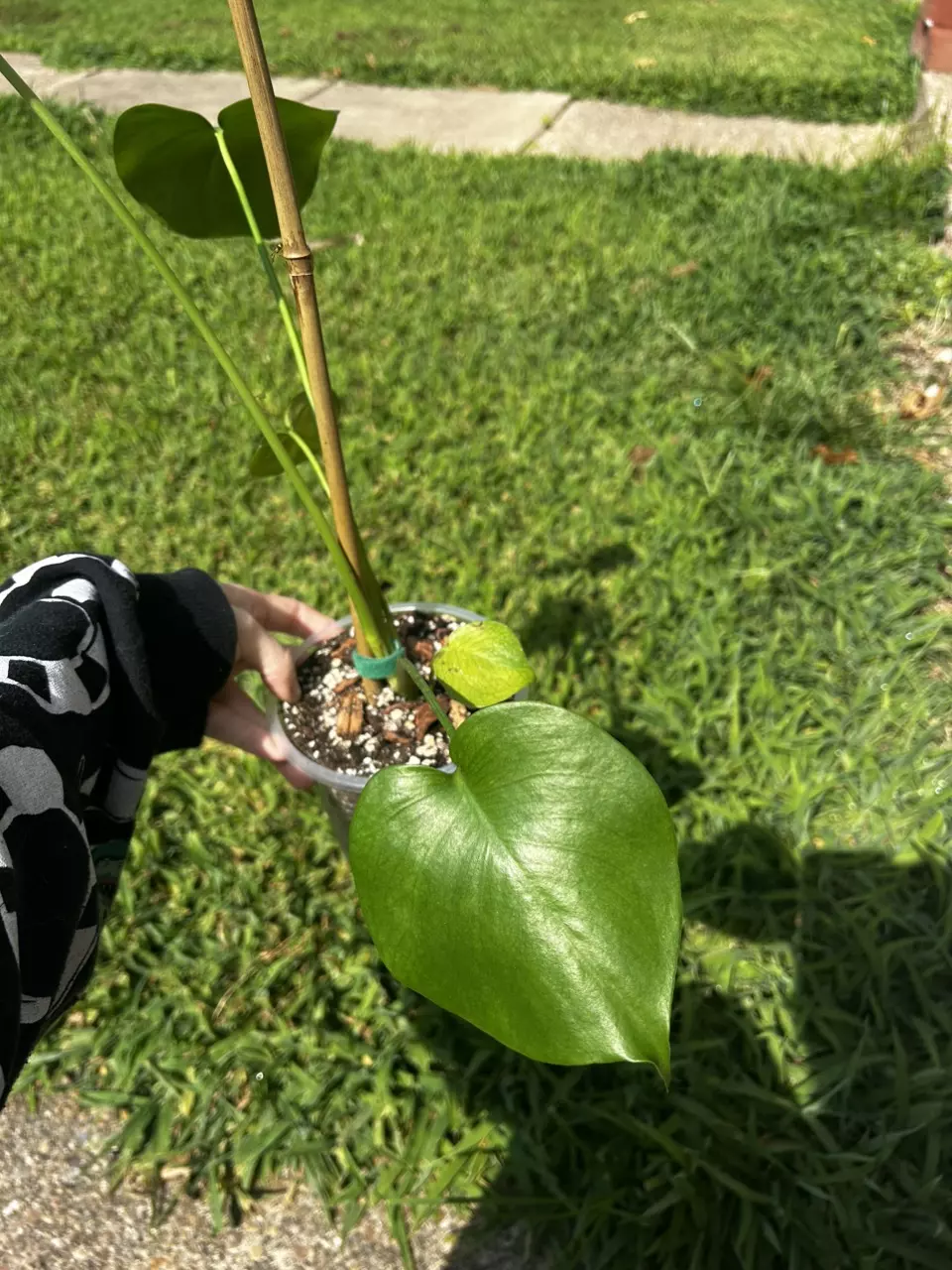 plant/Monstera Deliciosa-1