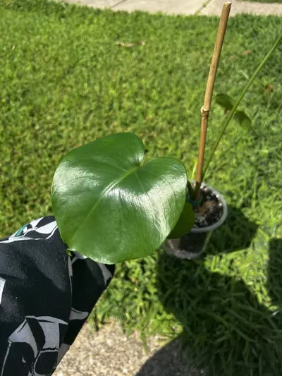 plant/Monstera Deliciosa-2-thumbnail