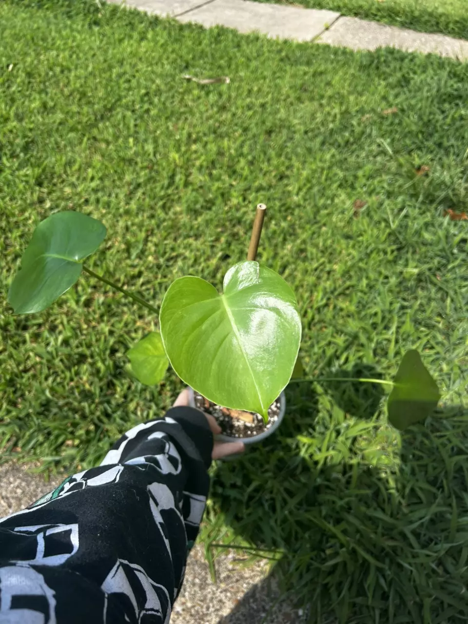 plant/Monstera Deliciosa-0