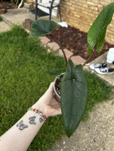 plant/Alocasia Scalprum-2-thumbnail