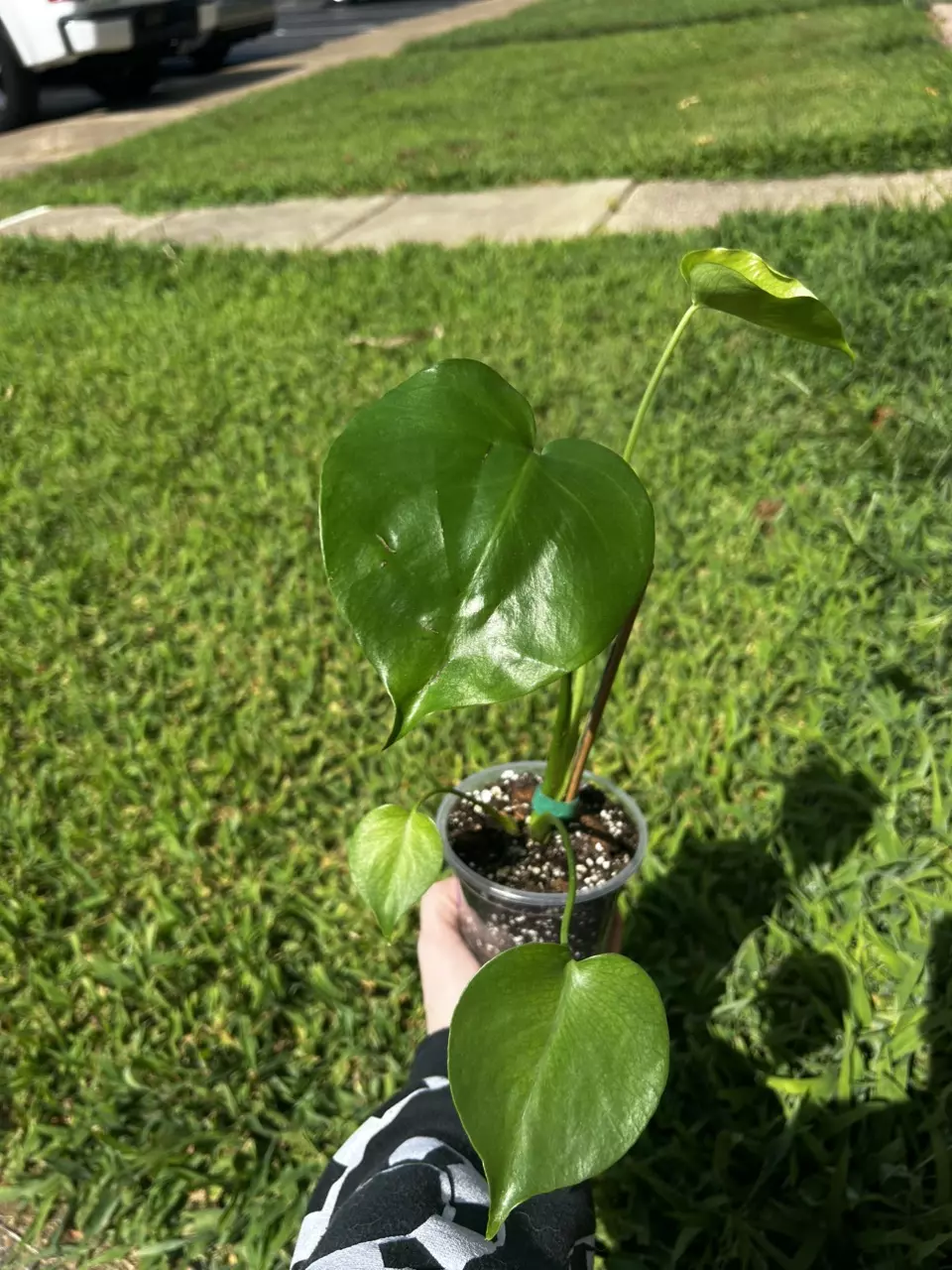 plant/Monstera Deliciosa-0