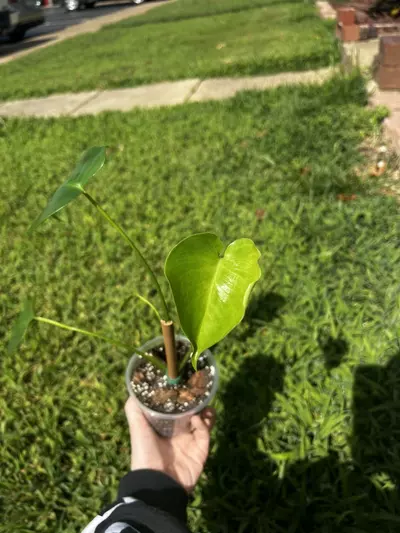 plant/Monstera Deliciosa-2-thumbnail