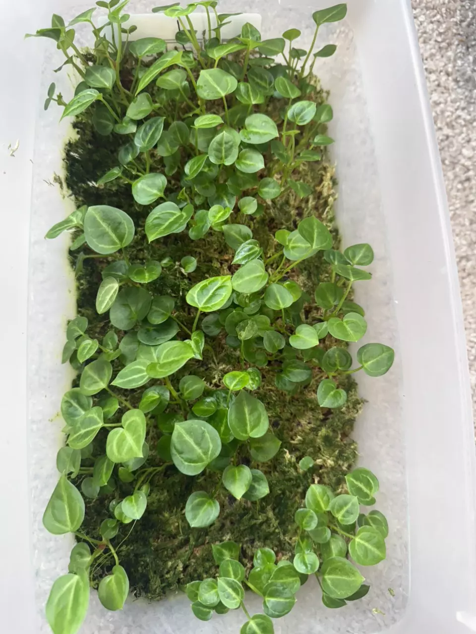 plant/anthurium crystal hope - two seedlings (self)-0