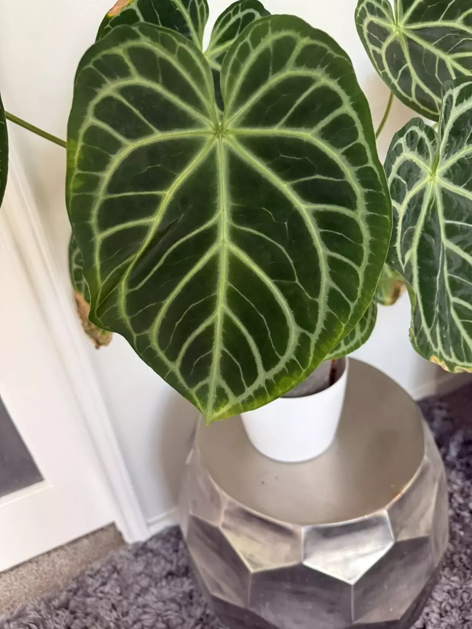 plant/anthurium crystal hope - two seedlings (self)-3