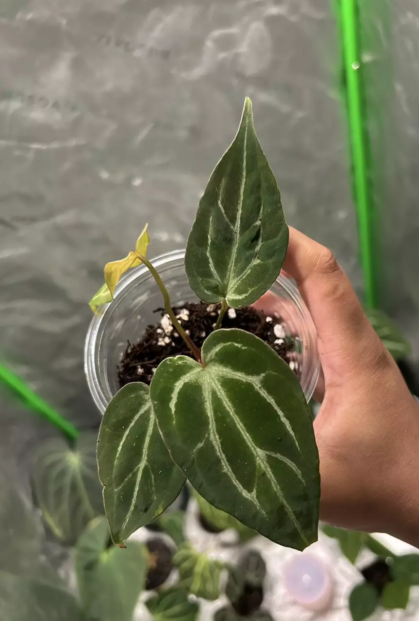 plant/Anthurium NOID “Stormy”-0