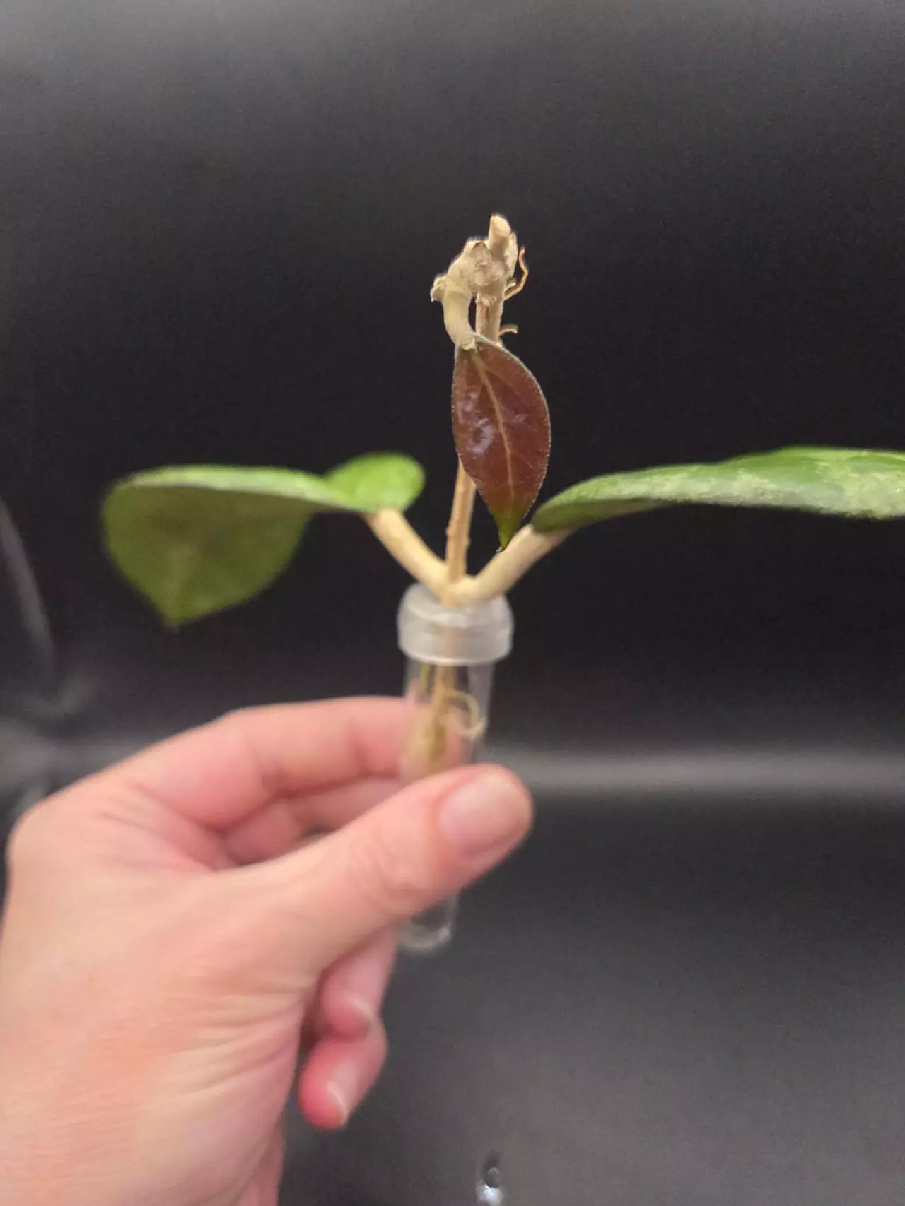 plant/Hoya Joy Splash Cutting Top Cut-4