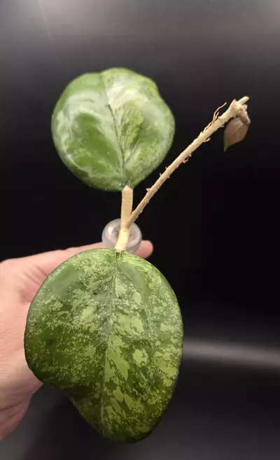 plant/Hoya Joy Splash Cutting Top Cut-1-thumbnail