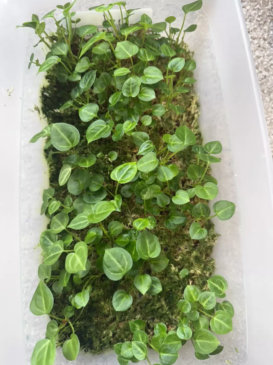 plant/anthurium crystal hope - two seedlings (self)-1