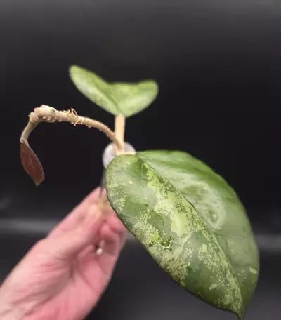 plant/Hoya Joy Splash Cutting Top Cut-0-thumbnail