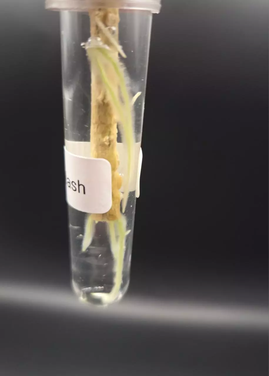 plant/Hoya Joy Splash Cutting with growth point-2