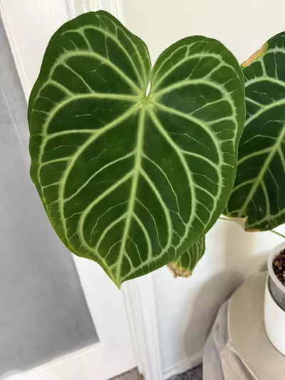 plant/anthurium crystal hope - two seedlings (self)-2-thumbnail