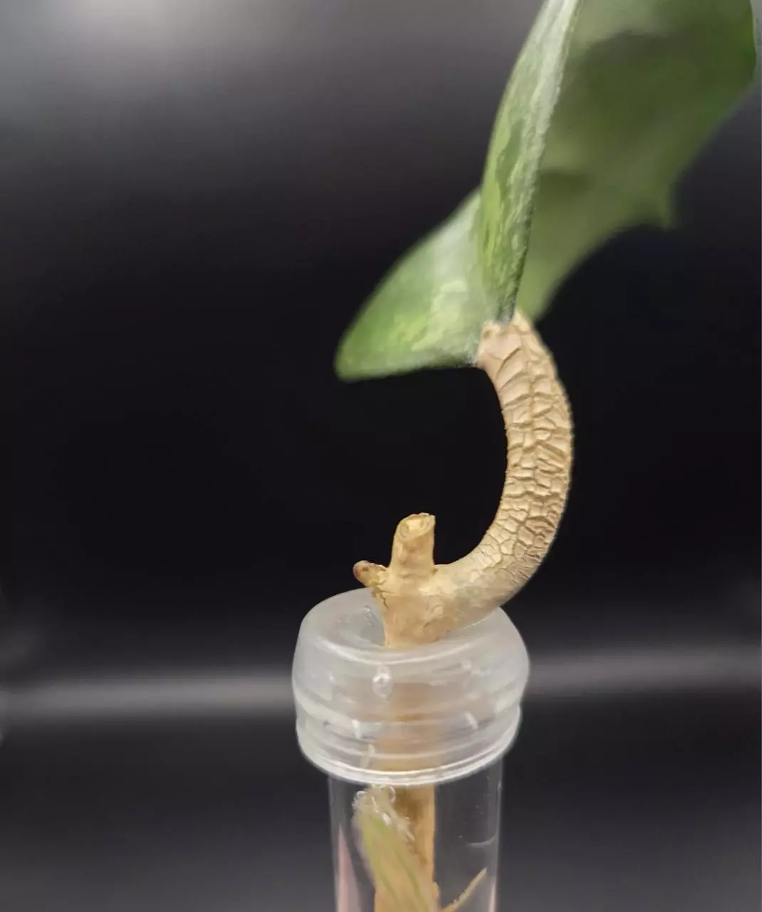 plant/Hoya Joy Splash Cutting with growth point-1