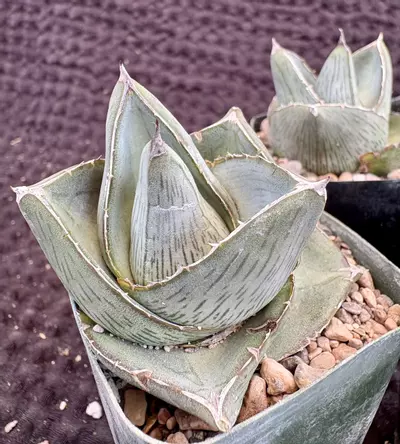 plant/Agave pumila-0-thumbnail