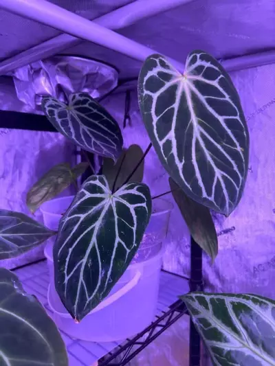 plant/Anthurium NOID “Stormy”-2-thumbnail