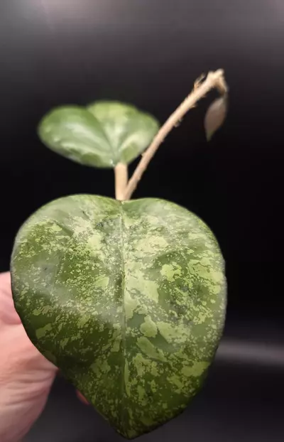 plant/Hoya Joy Splash Cutting Top Cut-2-thumbnail