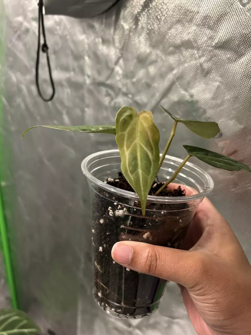 plant/Anthurium NOID “Stormy”-1