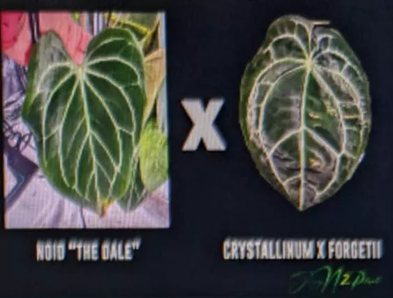 plant/🎉SALE! A. KD NOID The Dale x (Crystallinum x Forgettii) #3-5
