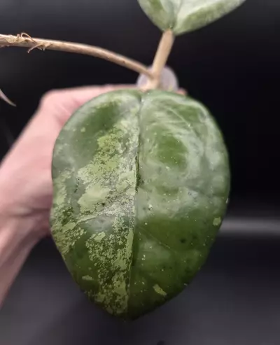 plant/Hoya Joy Splash Cutting Top Cut-3-thumbnail