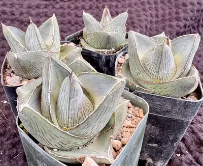 plant/Agave pumila-1-thumbnail