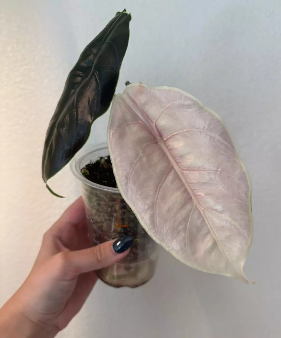plant/Alocasia Azlanii *CORM*-1