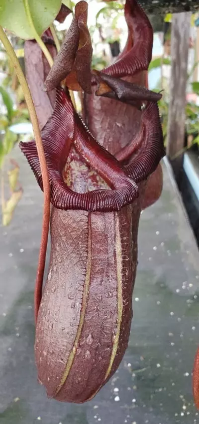 plant/Rob x vent-1-thumbnail