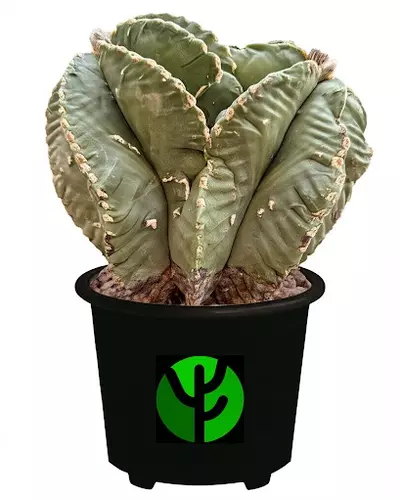 free_shipping/Ship in Pot-0-thumbnail