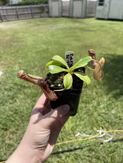 plant/Rob x vent-0-thumbnail