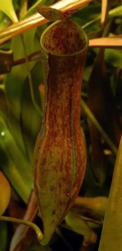 plant/Gracilis-1-thumbnail