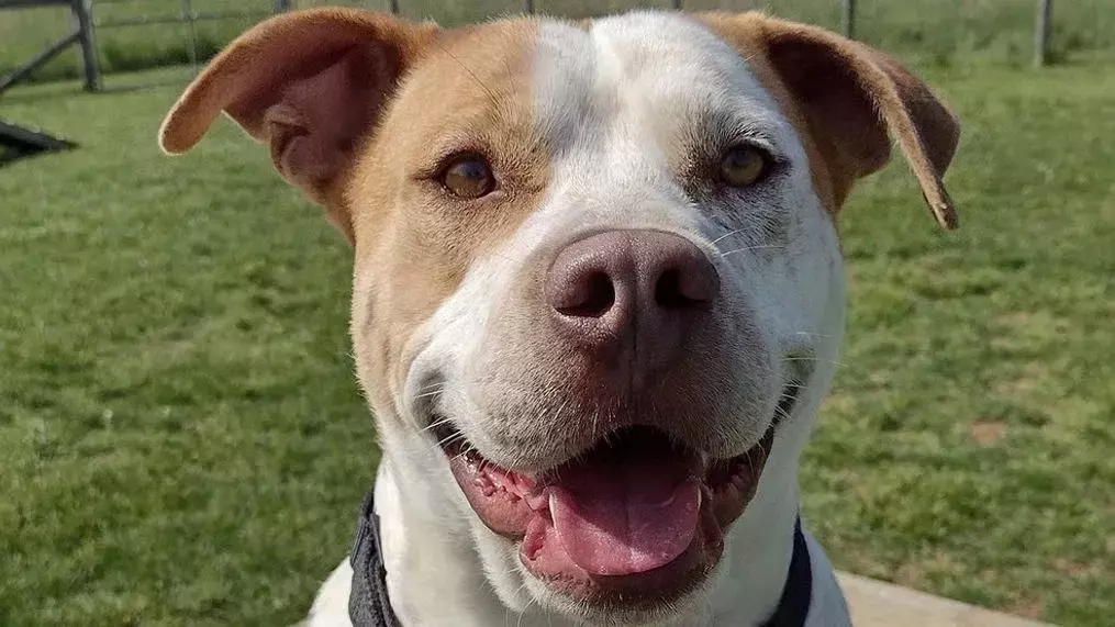 plant/Treats For The Shelter-0