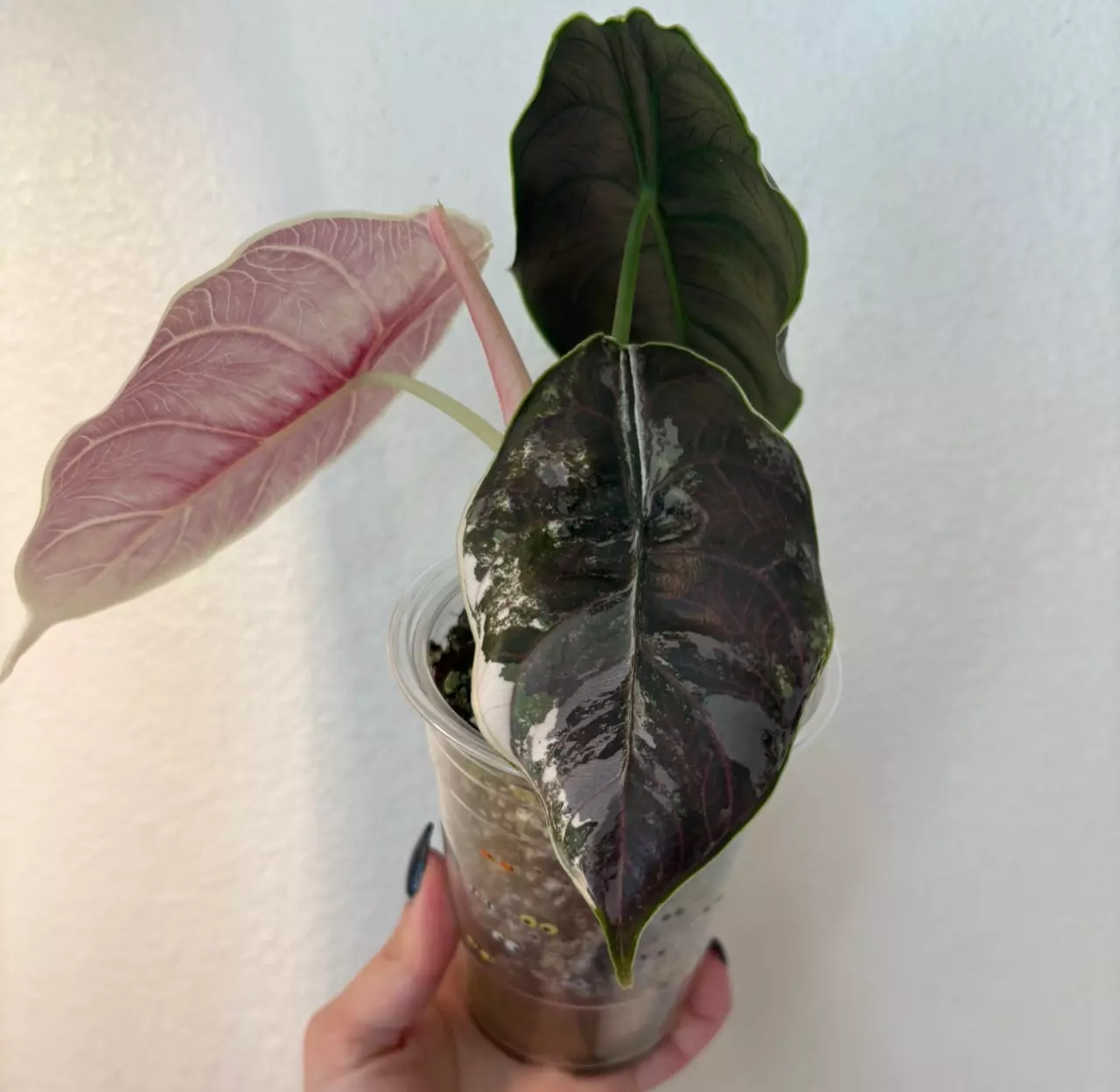 plant/Alocasia Azlanii *CORM*-0