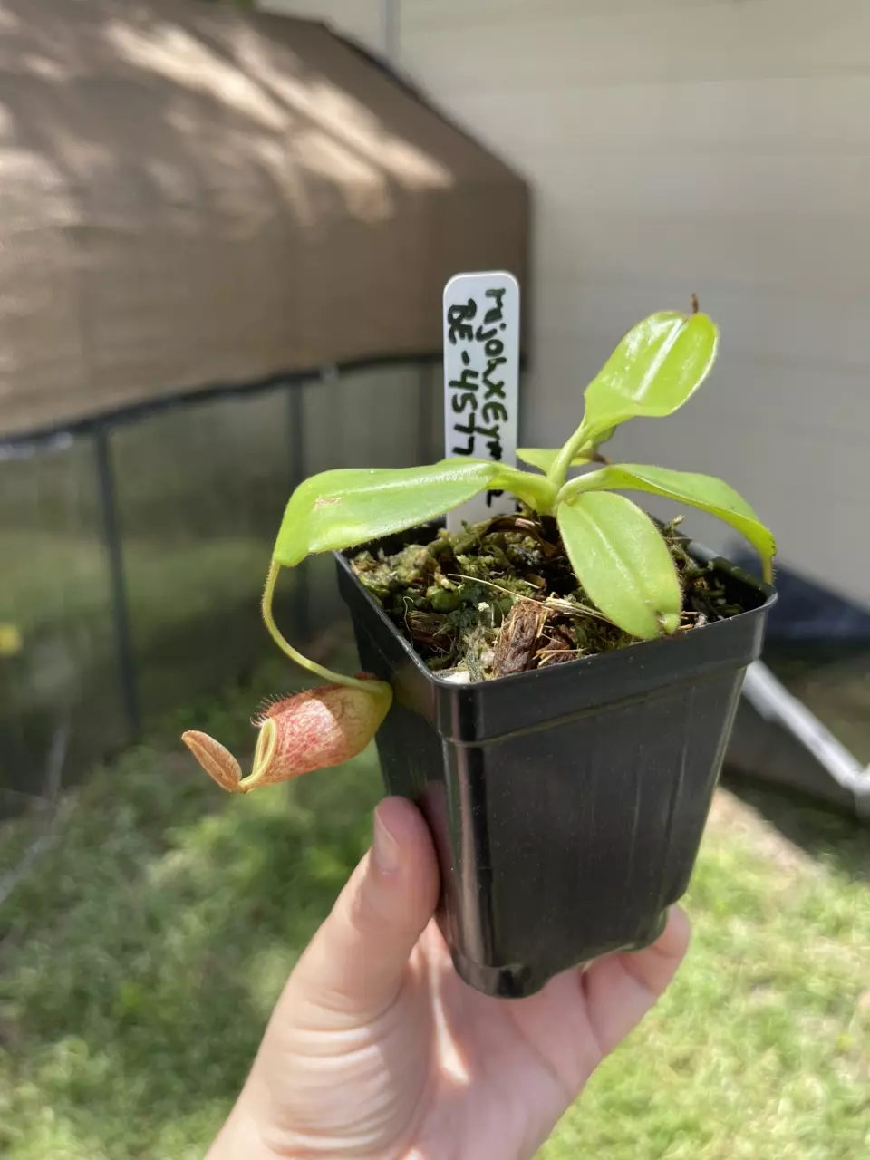 plant/Rajah x eymae-0