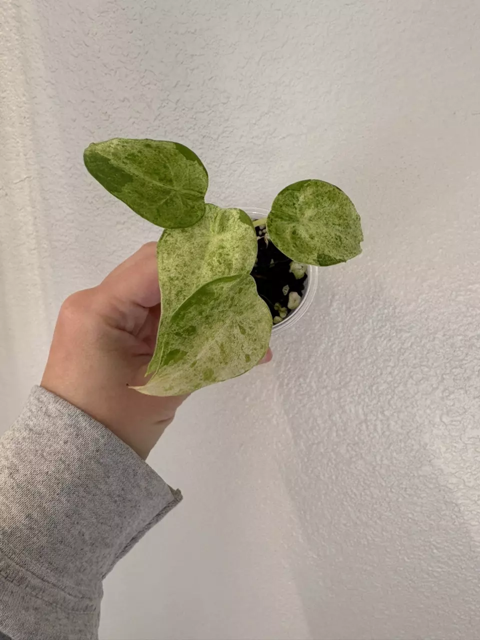plant/Alocasia Cuculatta Mint Variegated Pup-1