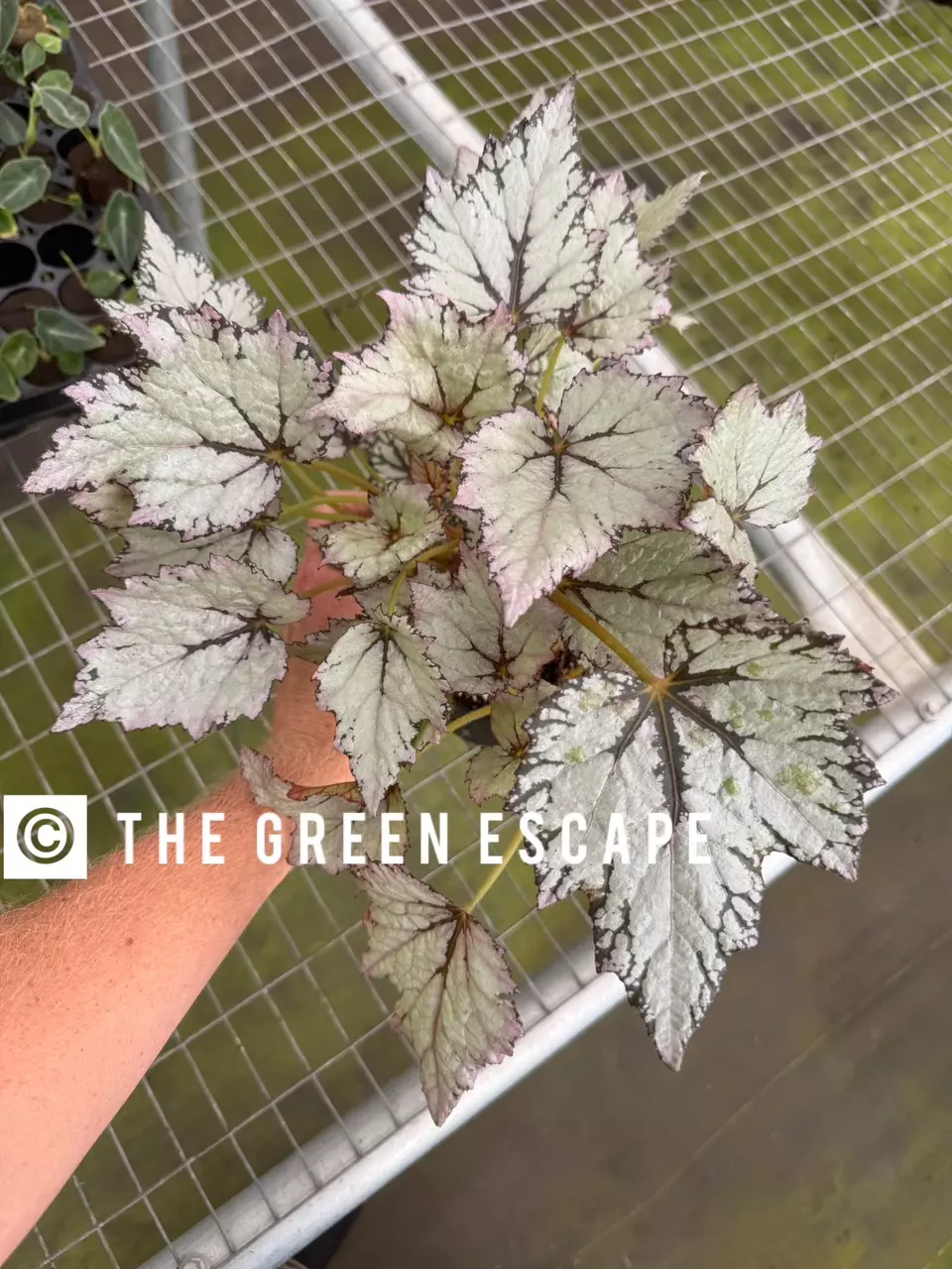 plant/Bewitched white begonia 6” pot growers choice-0