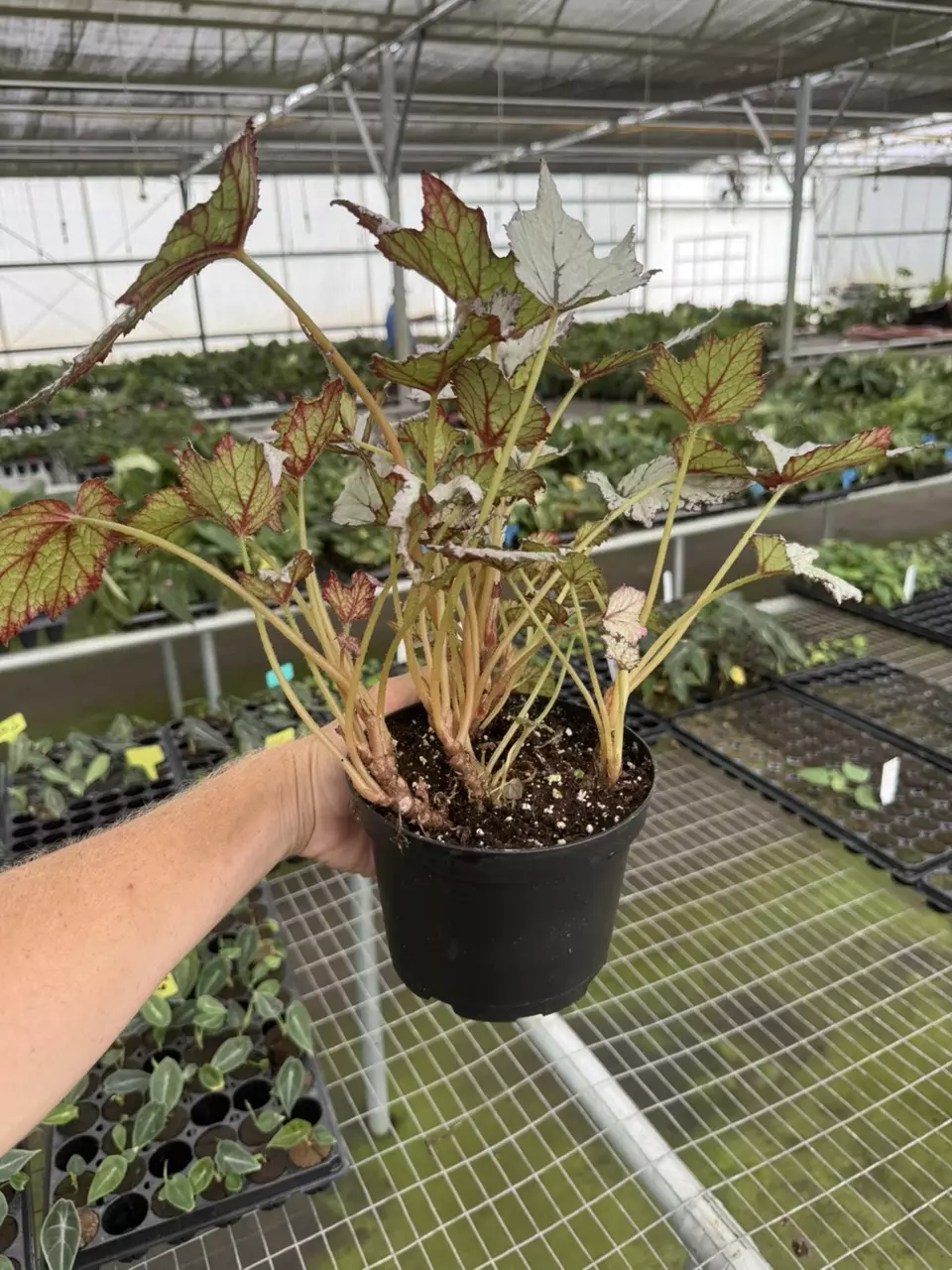 plant/Bewitched white begonia 6” pot growers choice-6