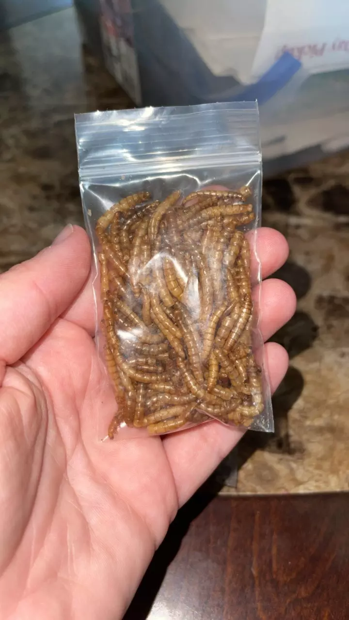 free_shipping/Freeze dried meal worms-0
