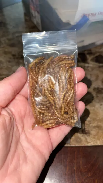 free_shipping/Freeze dried meal worms-0-thumbnail
