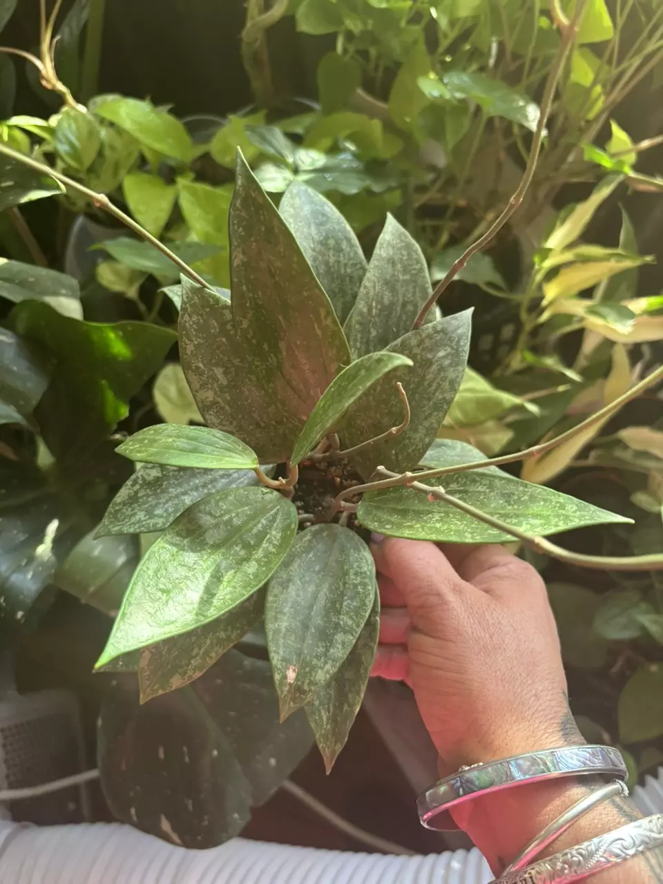 plant/Hoya Rangsan Splash-0