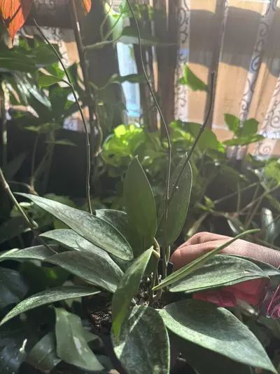 plant/Hoya Rangsan Splash-1-thumbnail