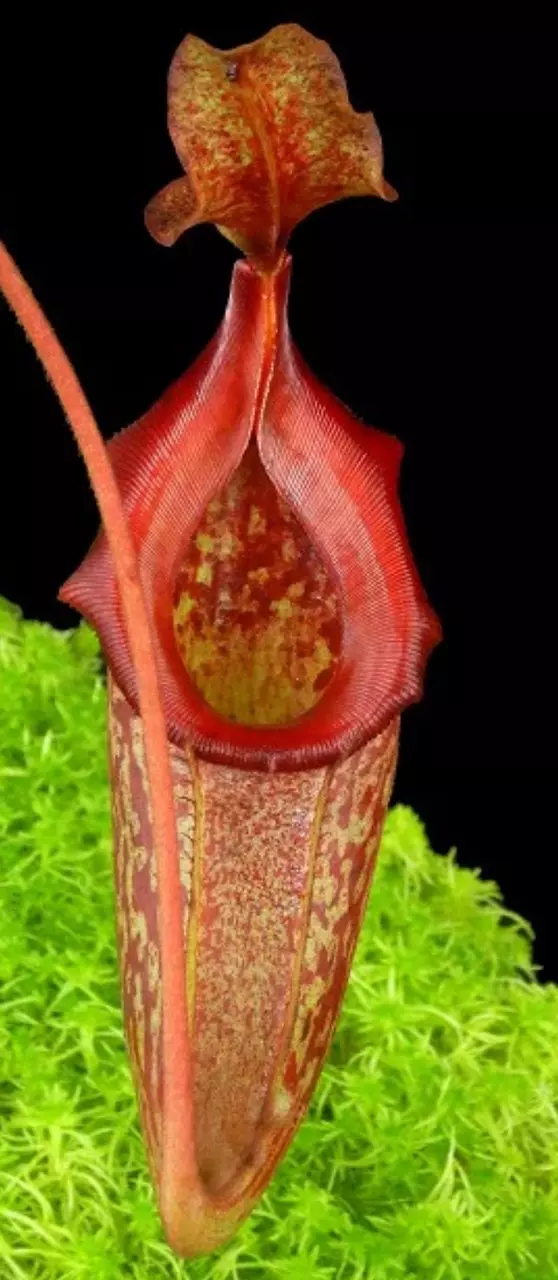 plant/Rajah x eymae-1