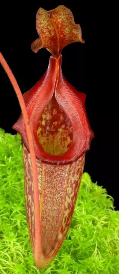 plant/Rajah x eymae-1-thumbnail