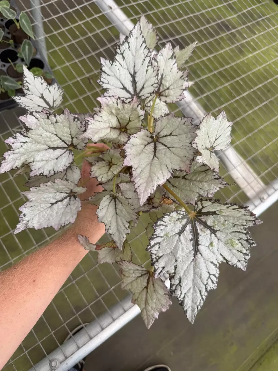 plant/Bewitched white begonia 6” pot growers choice-1