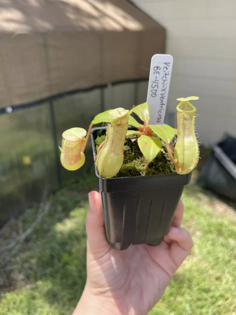 plant/Veitchii x vent-0