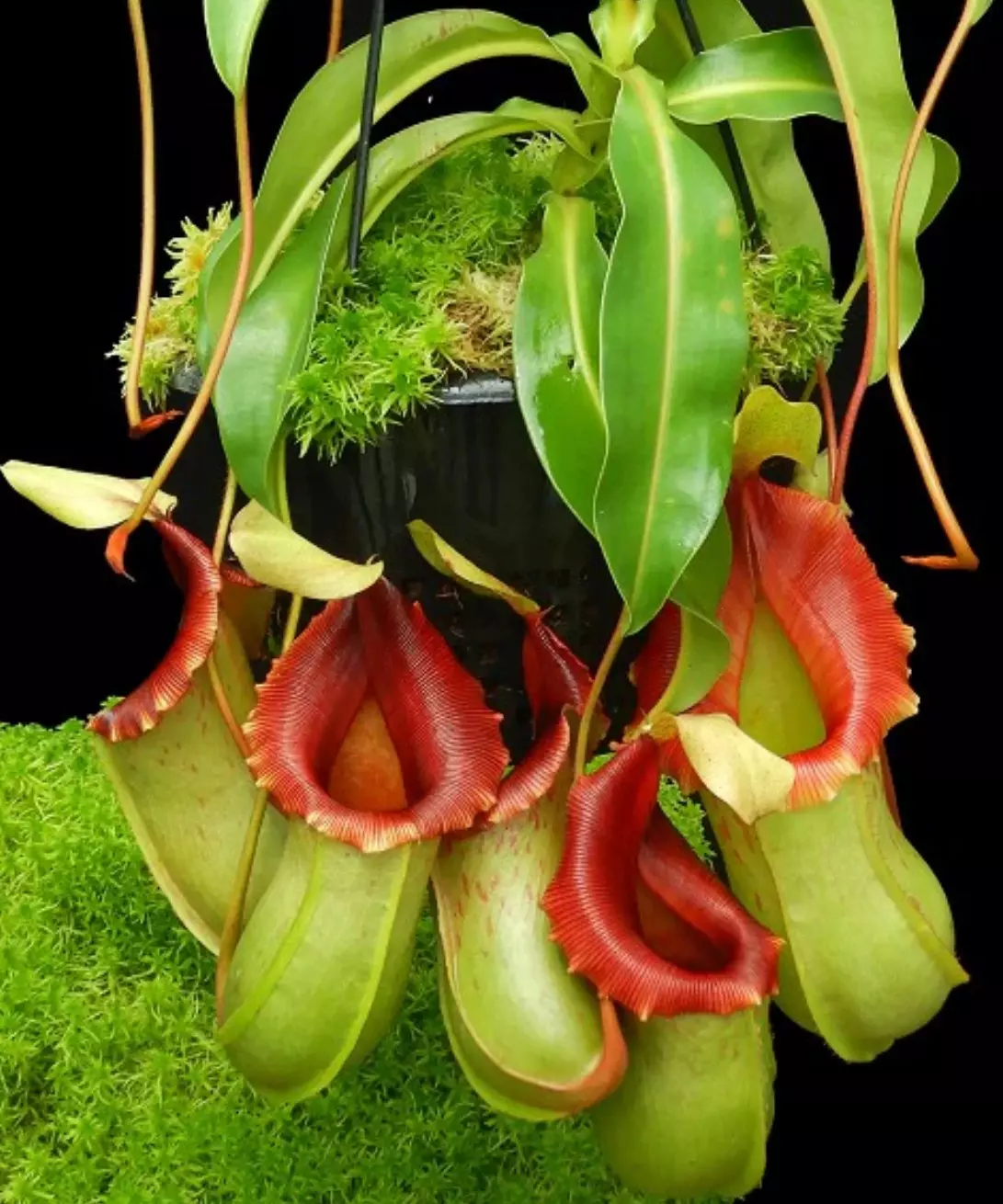 plant/Veitchii x vent-1