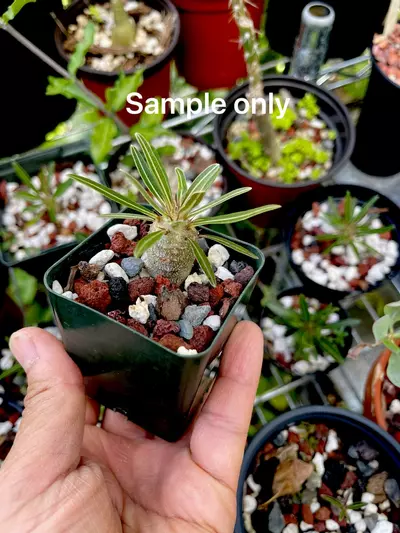 plant/Pachypodium Gracillus seed 10x-2-thumbnail