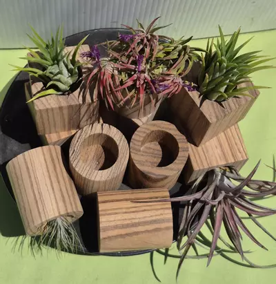 plant/Z1 Zebra wood Tilly pot- round-2-thumbnail