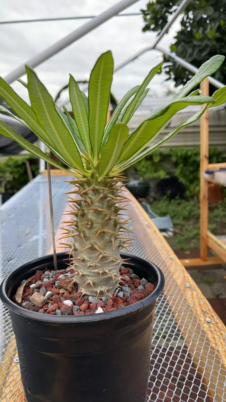 plant/Pachypodium ambongense seed 10x-1