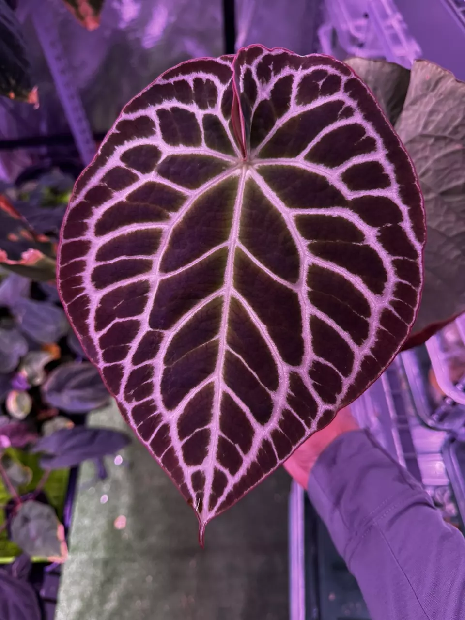 plant/Anthurium Tim Anderson Stripey x crystallinum Labyrinth germinated seeds.-0