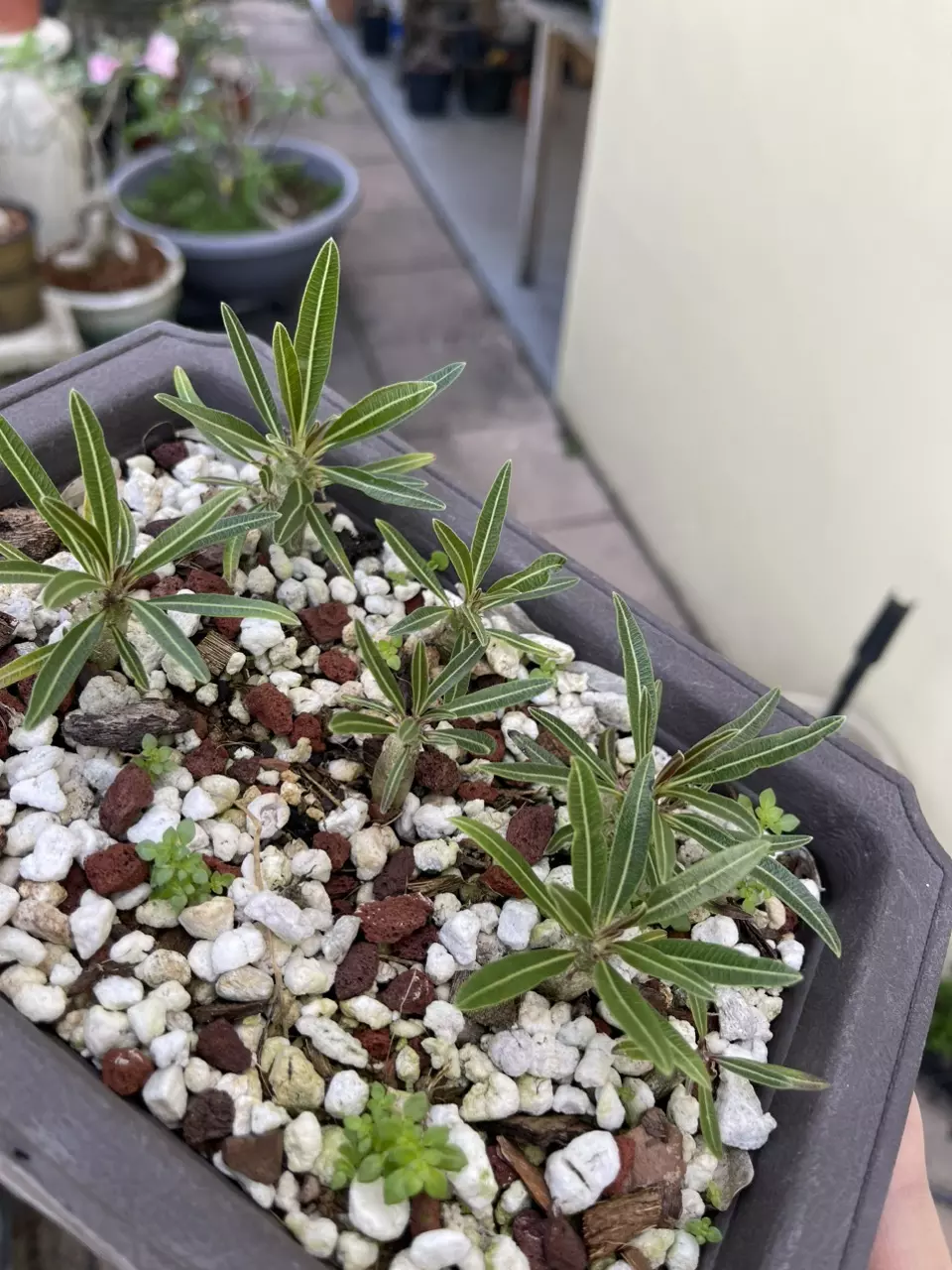 plant/Pachypodium Gracillus seed 10x-1