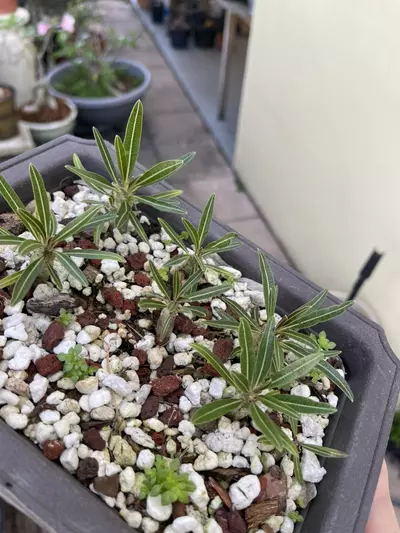 plant/Pachypodium Gracillus seed 10x-1-thumbnail